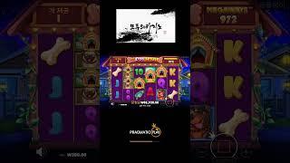[슬롯][슬롯머신][slot]도그하우스_THE DOG HOUSE소액_ 702배??[프라그마틱]