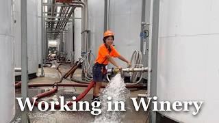  WHV :: Working in Casella Winery | Two-way, explain how I work!