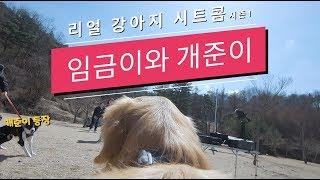 우동멍 리얼 강아지 시트콤 시즌1 "임금이와 개준이" (190324토,흥업쉼터)