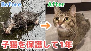 【保護から1年】あの大雨の日に出会ってから1年が経過しました。保護猫のあめちゃんと過ごしたこの1年を振り返り。