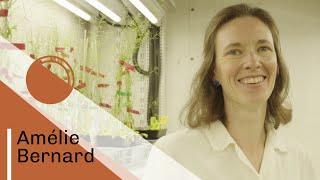 Amélie Bernard, chercheuse en biologie végétale | Talents CNRS