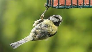 Tenacious Blue Tit Update