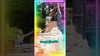 Fathers Day well spent with exotic Wildlife of San Diego Zoo #shorts #wildlife #funny #trending