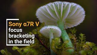 Focus Stacking in the field with fungi photographer Stephen Axford and the Sony α7R V