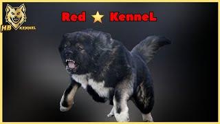 Red Star Kennel - The Army Dogs Of  URSS