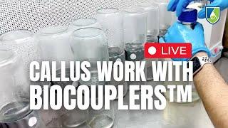 LIVE "Callus" Plant Tissue Culture with Biocoupler™