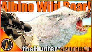 ALBINO Wild Boar on Cuatro Colinas! | theHunter Call of the Wild