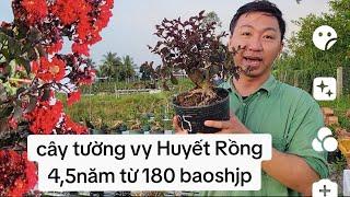 Bonsai Tường Vy Huyết Rồng 4,5 năm 0933368532 linhsamnuitraihuonguyetquehongocmaichieuthuykimquytme