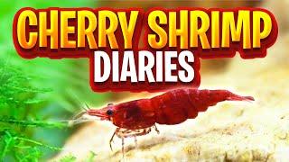 Cherry Shrimp Tank Diaries - 30 Days Of Care, Food, And Maintenance (Walstad Method Shrimp Tank)