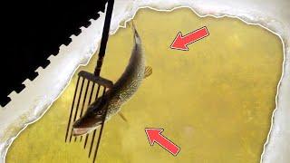 Pike Spearing Oakland County Michigan 2025 (SHALLOW WATER)