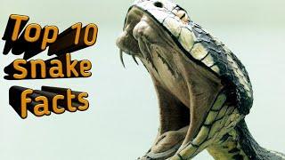 Amazing facts about snakes // English facts channel // 2021