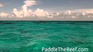 PaddleTheReef - Alligator Reef