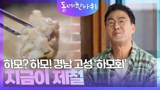 하모? 하모!! 경남고성 하모회 지금이 제철 [동네 한 바퀴] | KBS 230520 방송