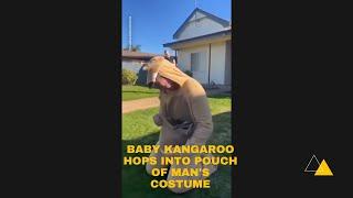 Baby Kangaroo Hops Into Pouch of Man's Costume