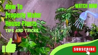 How To Properly Water House Plants | Watering Plants | Watering House Plants #garden #watering