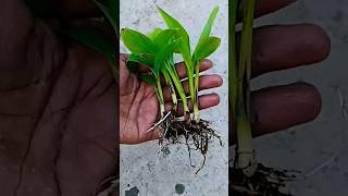 Grow banana tree from banana