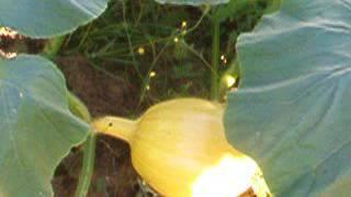 Giant pumpkin up date, 7/24/16