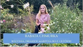 Boltonia lekka jak chmurka | driakiew mariposa blue | nowe jeżówki i trawy ozdobne