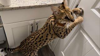 Serval Cat goes on a Litter Box