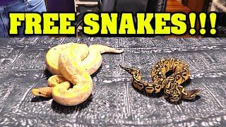 How do get FREE SNAKES!!!  Anyone can do it!!!  Simple trick!