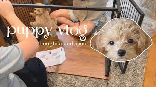 Bought a maltipoo puppy in Japan 