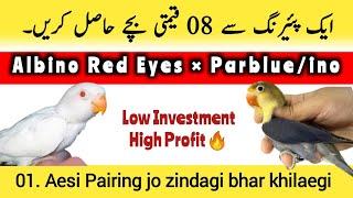 Parblue split ino into albino red eyes Pairing results I lovebird business best commercial Pair