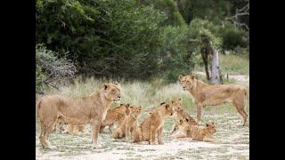 African Lions, classified as Vulnerable