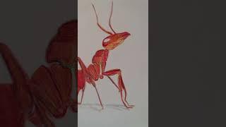 My ant the aunt of a ant   Red #ant #fireant #redant #redant #antsart #arte #hormiga #shorts