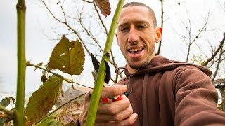 How To Prune BLACKBERRIES For Better Harvests