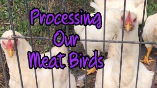 Butchering Our FIRST meat CHICKENS | The Shearin Homestead Vlog