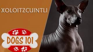 Dogs 101 - XOLOITZCUINTLI- Top Dog Facts About the Xoloitzcuintli