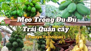 EP 57 : Mẹo trồng Đu Đủ trong thùng xốp (Chậu) nhanh ra bông và thật nhiều trái /Papaya Techniques.