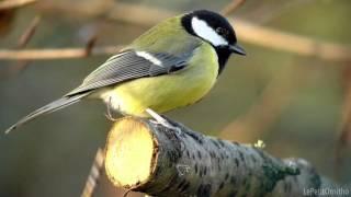 La Mésange Charbonnière (LPO)