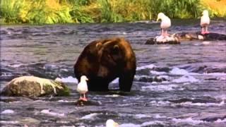Oso Salvaje