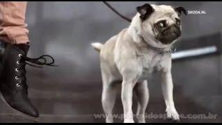 Škoda Rapid Spaceback - Comercial de TV - Propaganda com Pug