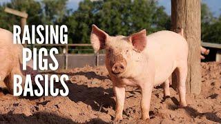 Pig farming 101: 15 Things You Need to Know about Raising Pigs
