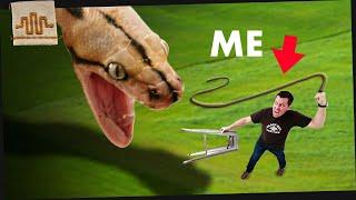 Training the literal WORST Snake Ever...
