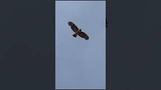 أغلى الطيور في العالم .#fact #amazing #foryou #nature #story #animal #truecrime #sea