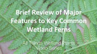 Brief Review of Major Features to Key Common Wetland Ferns