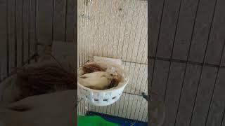 الأنثى ترقدعلى البيض 
