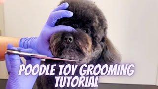 POODLE TOY GROOMING TUTORIAL STEP BY STEP