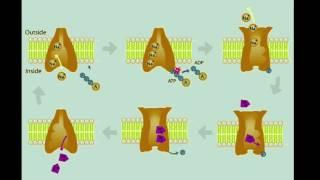 Sodium Potassium Pump Review