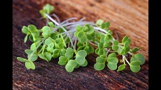 The Microgreens Show | Episode 23 | The Produce Industry Podcast