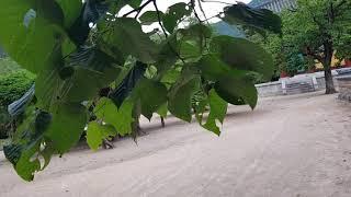 찰피나무   Manchurian Linden  보리수나무라 불리는 찰피나무