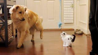 Cuidó de este Gato Enfermo y Ahora son Inseparables