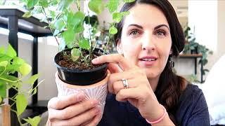 Plants I'm struggling with-They hate me   | Ana Andrea Xoxo