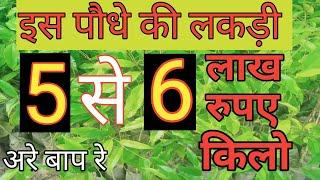 Agar plant ||Chandan plant nursery||