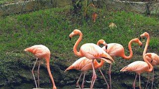 these flamingos have sweet dance move || wildlife animals || flamingos Bird  || #WildlifeAnimalsTV