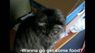 Russian Speaking cat - speakado.com amateur ad idea -