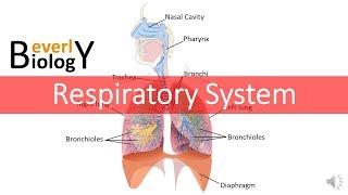 Respiratory System